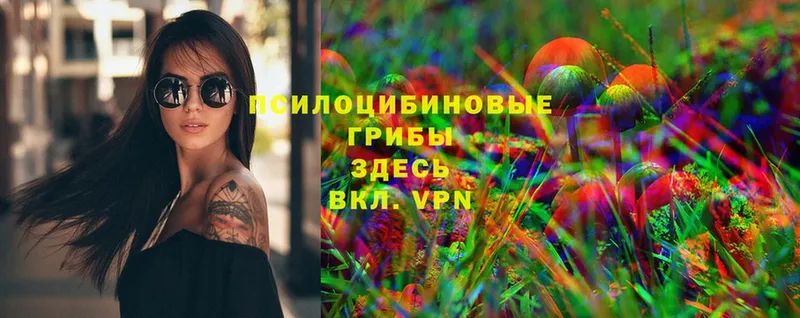 дарнет шоп Алапаевск Псилоцибиновые грибы Psilocybe